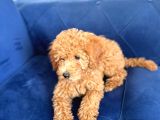 Toy Poodle Yeni Ailesini Arıyor