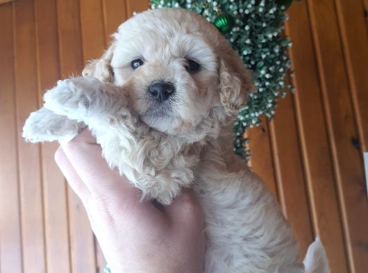 Apricot Toy Poodle Ankara En Uygun Fiyat görsel