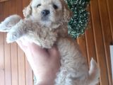 Apricot Toy Poodle Ankara En Uygun Fiyat