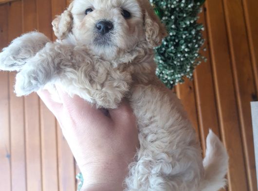 Apricot Toy Poodle Ankara En Uygun Fiyat görsel