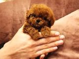 Site Puppies Farkı Orjinal Safkan Mini Kurabiye Yavruları