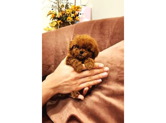 Site Puppies Farkı Orjinal Safkan Mini Kurabiye Yavruları görsel