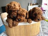 Mükemmel Toy Poodle Yavrular koyu Renk mini boy