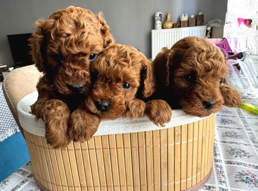 Mükemmel Toy Poodle Yavrular Koyu Renk Mini Boy