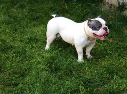 Exotic Bully görsel