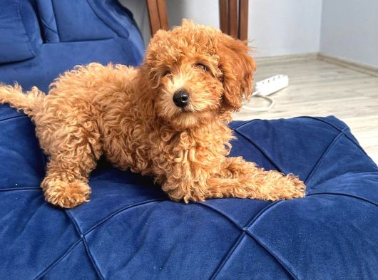 Toy Poodle Yeni Ailesini Arıyor