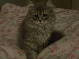 Erkek british longhair