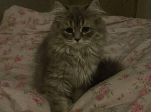 Erkek British Longhair