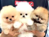 Site puppieS Farkı ile show class ayı surat yavrular