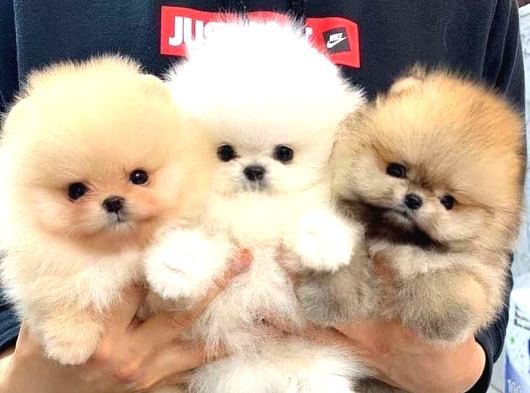 Site Puppies Farkı Ile Show Class Ayı Surat Yavrular