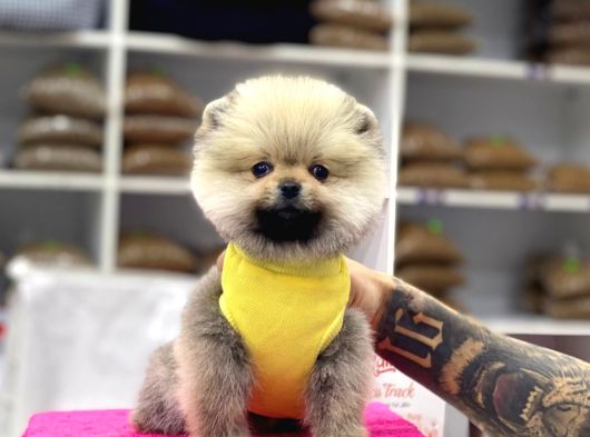 Minik Yıldız Boo