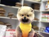 Minik Yıldız Boo