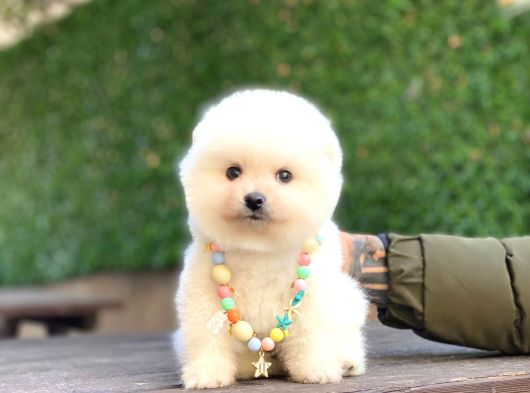 Minik Yıldız Boo görsel