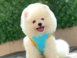 Sevimli Pomeranian Yavrular