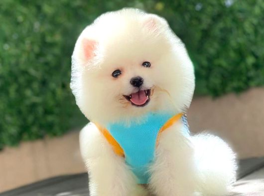 Sevimli Pomeranian Yavrular