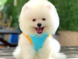 Sevimli Pomeranian Yavrular