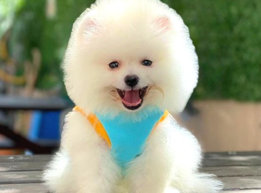 Sevimli Pomeranian Yavrular görsel