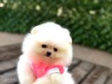 Sevimli Pomeranian Yavrular