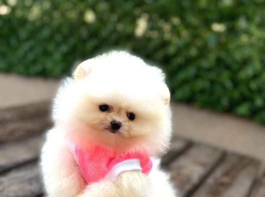 Sevimli Pomeranian Yavrular görsel
