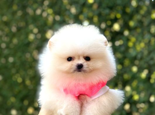Sevimli Pomeranian Yavrular görsel