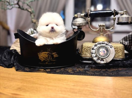 Türki̇yeni̇n En Güzel En Mi̇ni̇k Pomeri̇an Boo Yavrusu görsel