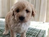 Apricot Toy Poodle Ankara En Uygun Fiyat