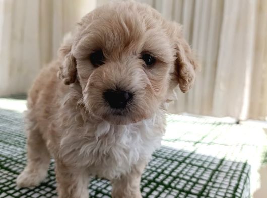 Apricot Toy Poodle Ankara En Uygun Fiyat görsel