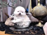 TÜRKİYENİN EN GÜZEL EN MİNİK POMERİAN BOO YAVRUSU