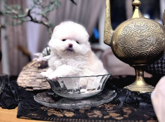 Türki̇yeni̇n En Güzel En Mi̇ni̇k Pomeri̇an Boo Yavrusu