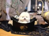 Türki̇yeni̇n En Güzel En Mi̇ni̇k Pomeri̇an Boo Yavrusu