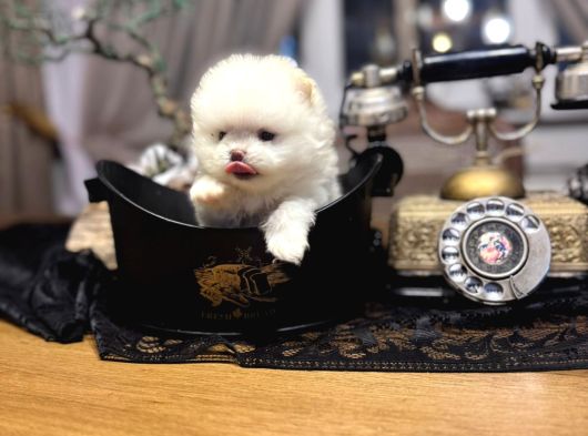 Türki̇yeni̇n En Güzel En Mi̇ni̇k Pomeri̇an Boo Yavrusu görsel