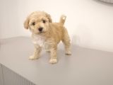 Apricot Toy Poodle Ankara En Uygun Fiyat