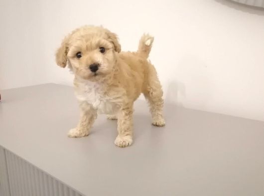 Apricot Toy Poodle Ankara En Uygun Fiyat görsel