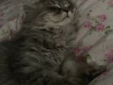 Erkek British Longhair