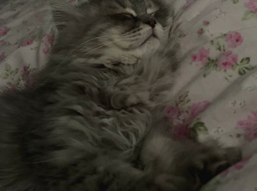 Erkek British Longhair görsel
