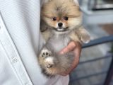 Orange Pomeranian Boo Pupy