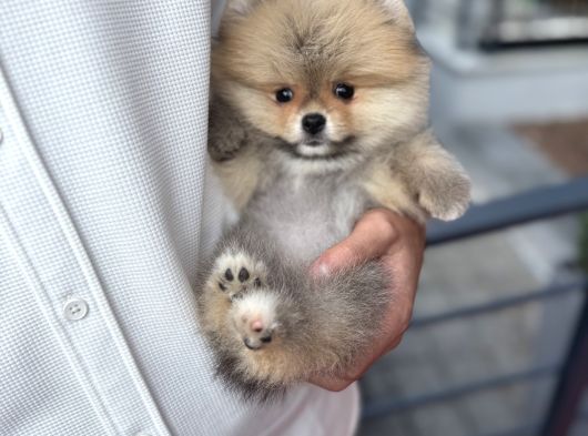 Orange Pomeranian Boo Pupy görsel