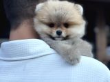 Orange Pomeranian Boo Pupy