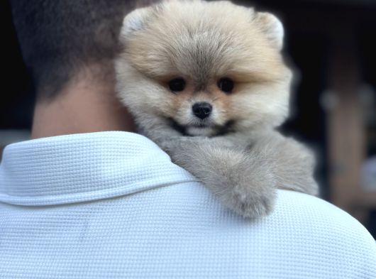 Orange Pomeranian Boo Pupy