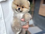 Orange Pomeranian Boo Pupy