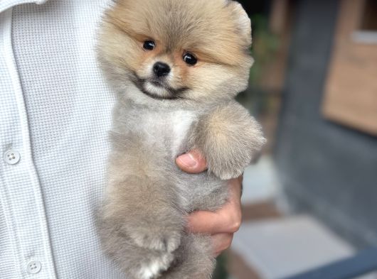 Orange Pomeranian Boo Pupy görsel