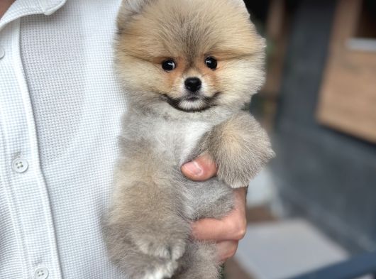 Orange Pomeranian Boo Pupy görsel