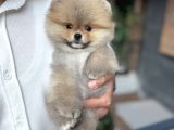 Orange Pomeranian Boo Pupy