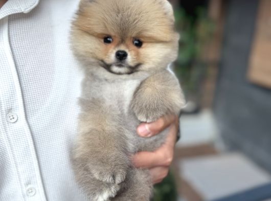 Orange Pomeranian Boo Pupy görsel