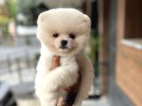 Ukrayna Giri Pomeranian Boo Yavrularımız