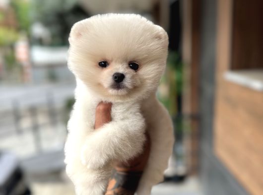 Ukrayna Giri Pomeranian Boo Yavrularımız görsel