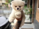 Ukrayna Giri Pomeranian Boo Yavrularımız
