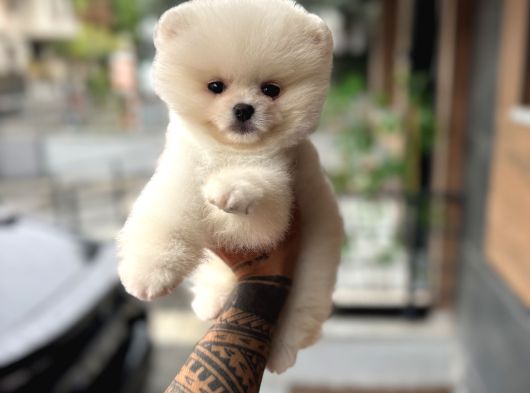 Ukrayna Giri Pomeranian Boo Yavrularımız görsel