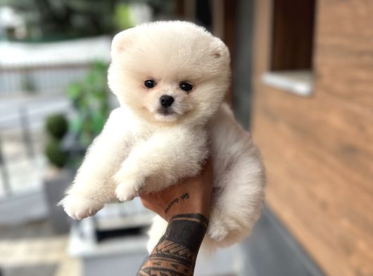 Ukrayna Giri Pomeranian Boo Yavrularımız görsel