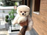 Ukrayna giri Pomeranian Boo Yavrularımız